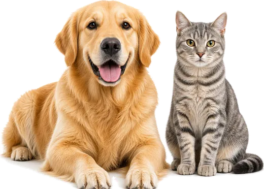 Yan yana oturan golden retriever köpek ve gri tekir kedi